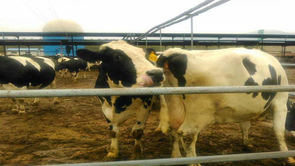 腾博汇游戏官网 - 诚信为本,专业服务!