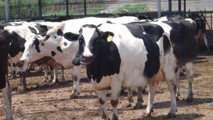 �ڲ�����Ϸ���� - ����Ϊ��,רҵ����!